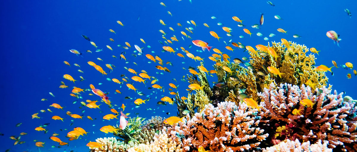 Coral Reef Fishes 