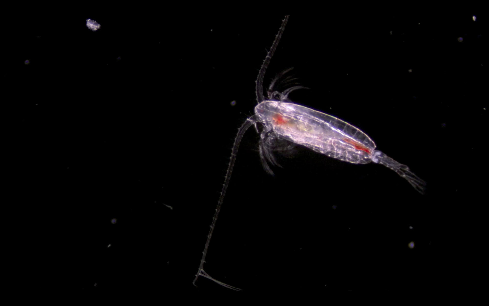 Голопланктон. Голопланктон и Меропланктон. Тихоокеанский планктон. Планктон в Баренцевом море.