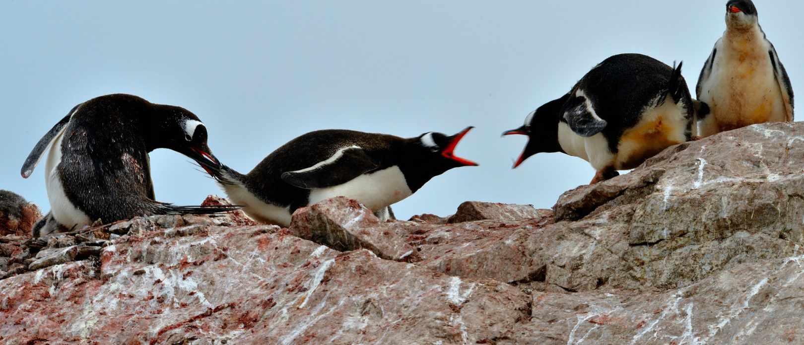 Three penguins fight on a brown rock