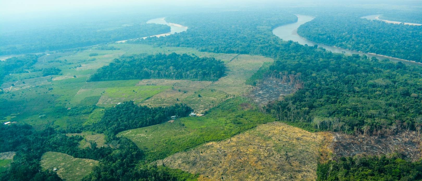 View of clear cut patch of the Amazonian rainforest in Colombia, with tree stubs and bare felled trees in the foreground and healthy rainforest in the bakground