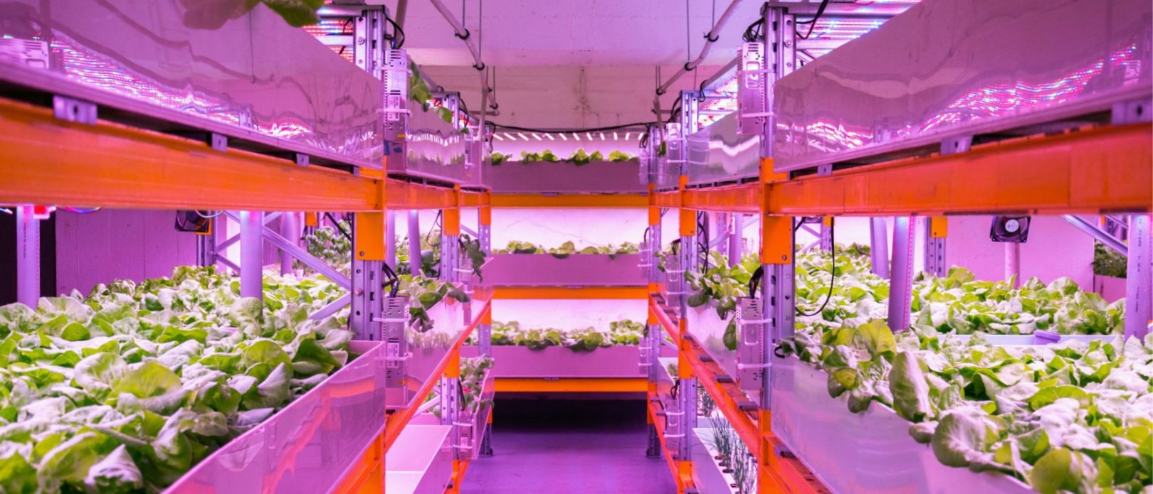 Photo of two rows of indoor shelves where lettuce is growing in an aquaponics system under pink artificial lighting. 