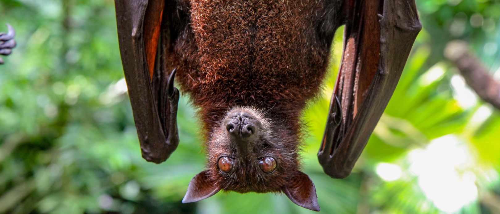 Fruit bat on tree