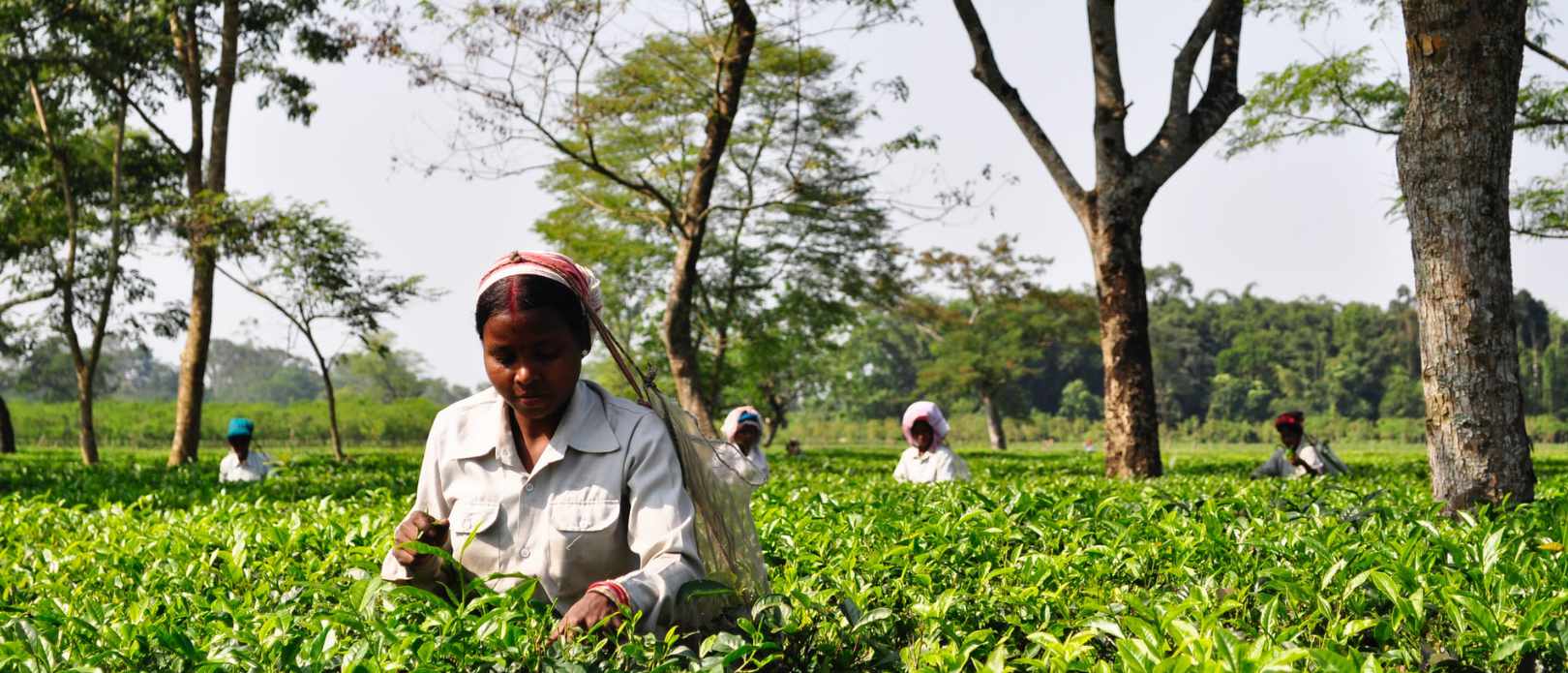 Rural women workers plucking tender tea shoots in tea gardens