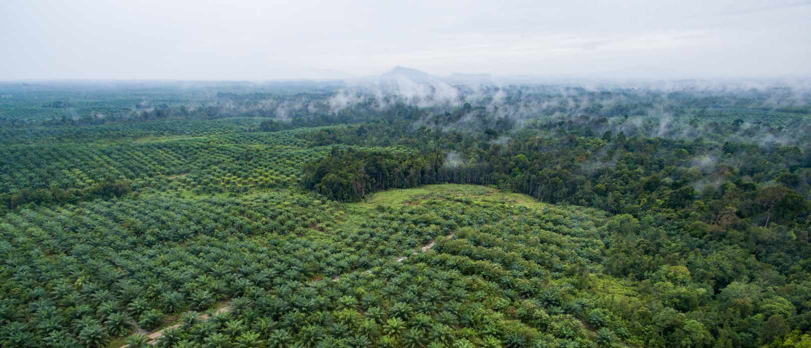 Aerial footage of palm oil and the forest in Sentabai Village, West Kalimantan