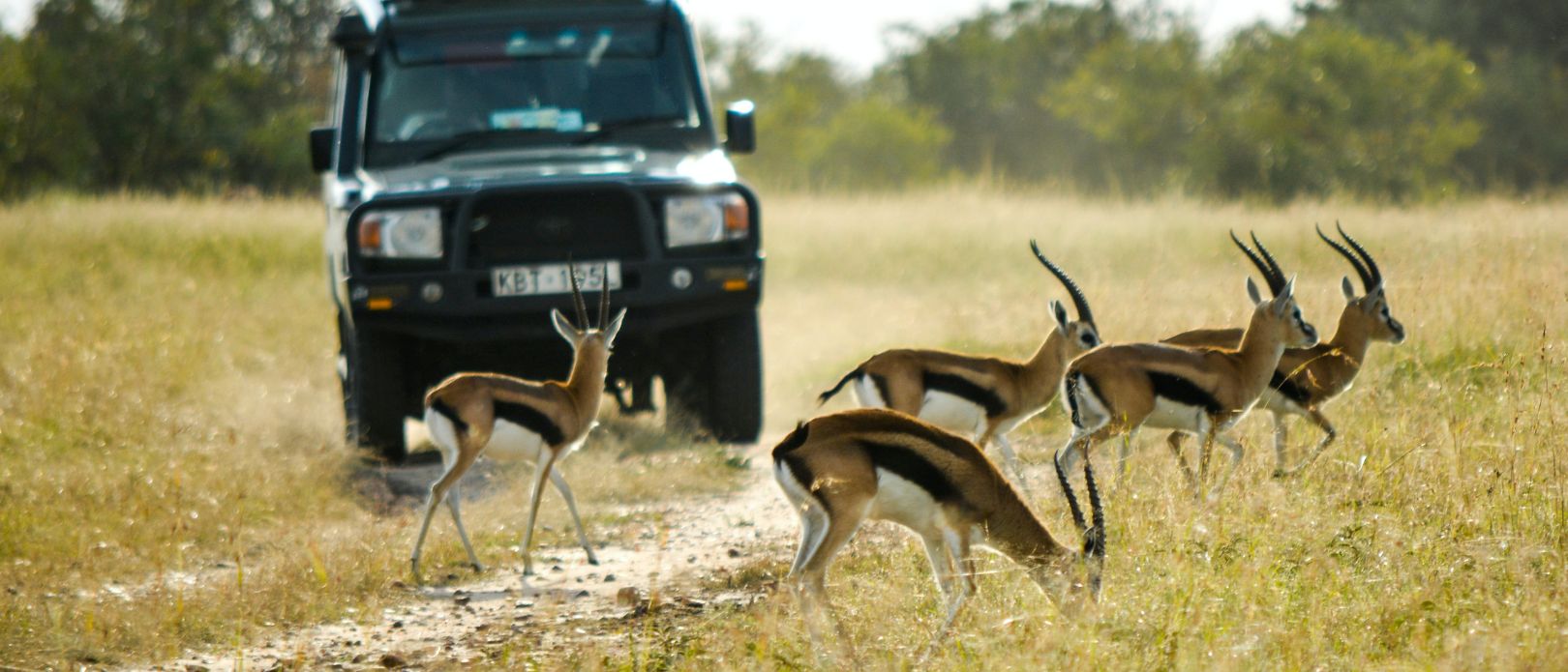 Deer crossing a dirt road in front of a tourist car in a Kenyan nature reserve. 