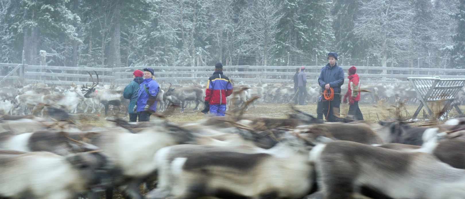 Reindeer owners survey the herd before separation begins and mark any unmarked calves
